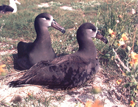 : Phoebastria nigripes; Black Footed Albatross Mating Pair