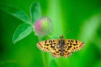 : Crossiana oscarus; Butterfly