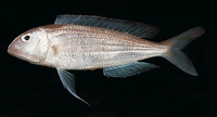 Nemipterus bipunctatus, Delagoa threadfin bream: fisheries