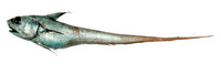 Coryphaenoides cinereus, Popeye grenadier: fisheries