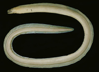 Pseudechidna brummeri, White ribbon eel:
