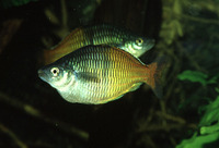 Melanotaenia boesemani, Boeseman's rainbowfish: aquarium