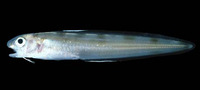 Otophidium indefatigabile, Bighead cusk eel: