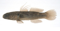 Tridentiger obscurus, Dusky tripletooth goby: fisheries