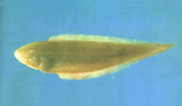 Cynoglossus gracilis, :