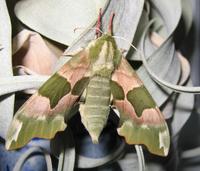 Mimas tiliae - Lime Hawk-moth