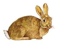 Image of: Oryctolagus cuniculus (European rabbit)