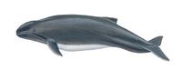 Image of: Phocoena spinipinnis (Burmeister's porpoise)