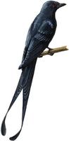 Image of: Dicrurus megarhynchus (ribbon-tailed drongo)