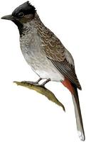 Image of: Pycnonotus cafer (red-vented bulbul)