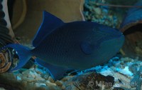 Odonus niger - Black Triggerfish