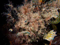 Glover's Anglerfish, Rhycherus gloveri