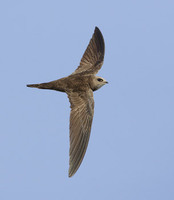 Pallid Swift (Apus pallida) photo