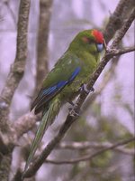 Red-fronted Parakeet - Cyanoramphus novaezelandiae