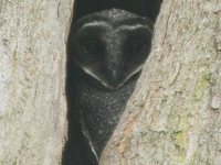 Greater Sooty-Owl - Tyto tenebricosa
