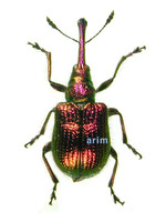 Rhynchites foveipennis - 어리복숭아거위벌레