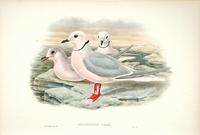 Hart after Gould Ross's Gull (Rhodostethia Rossii)