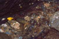 : Calotriton arnoldi; Montseny Brook Newt