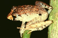 : Eleutherodactylus sp.