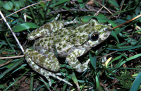 : Pelodytes punctatus; Parsley Frog