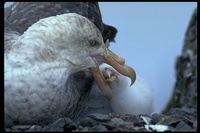 : Macronectes giganteus; Antarctic Giant Petrel