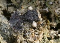 : Gelastocoridae oculatus; Toad Bug