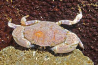 : Lophopanopeus leucomanus; Knobkneed Crestleg Crab