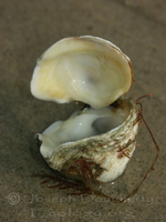 : Pseudochama exogyra; Pacific Jewel Box