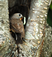 숙소뒷편의 숲속 가까이 나무구멍속에서 둥지를 틀고 새끼를 키우고 있는 흰꼬리딱새 암컷의 모습이다.