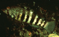 Paralabrax maculatofasciatus, Spotted sand bass: gamefish