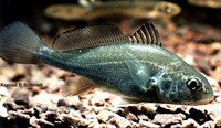Aplodinotus grunniens, Freshwater drum: fisheries, gamefish