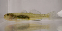 Eucyclogobius newberryi, Tidewater goby: