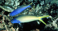 Hoplolatilus starcki, Starck's tilefish: aquarium