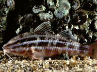 Parupeneus ciliatus, Whitesaddle goatfish: fisheries, gamefish