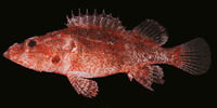 Scorpaenodes albaiensis, Longfingered scorpionfish: