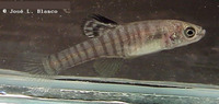 Aphanius asquamatus, Scaleless killifish: aquarium