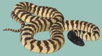 Image of: Aspidites melanocephalus (black-headed python)