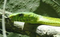 Dendroaspis angusticeps - Green Mamba