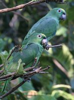 Yellow-crowned Parrot - Amazona ochrocephala