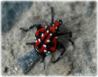 주홍날개매미충