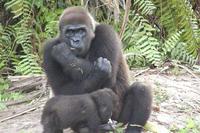 gorilla mum & babe