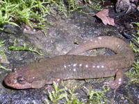 : Desmognathus welteri; Black Mountain Salamander