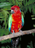 : Prosopeia tabuensis; Red Shining-parrot