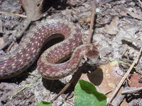 : Storeria dekayi texana; Texas Brown Snake