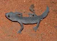 : Strophurus elderi; Jewelled Gecko