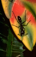 : Paraponera clavata; Hormiga Bala (Bullet Ant)