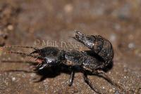 : Staphylinus spec; Rove Bug