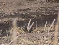 Bluethroat. Photo by Rick Taylor. Copyright Borderland Tours. All rights reserved.