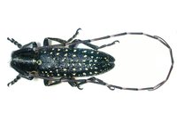 Agapanthia irrorata