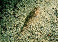 Image of Callionymus lyra, Dragonet, Flutura pikaloshe, Dragó, Mišic, Stribet Fløjfisk, Bunog, P...